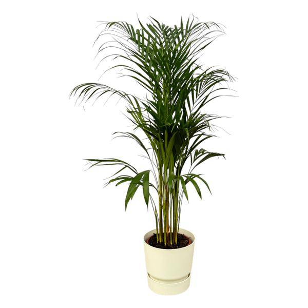 Areca Palme – Betelpalme – Zimmerpflanze ca. 110cm – Ø21cm – inkl. Pflanzgefäß Greenville Weiß D24xH23 – Plant