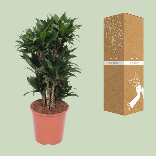 Drachenbaum – Dracaena Compacta – Zimmerpflanze – Ø24cm – ↕80cm – pflegeleichte Luftreiniger-Pflanze für Zuhause & Büro – Plant