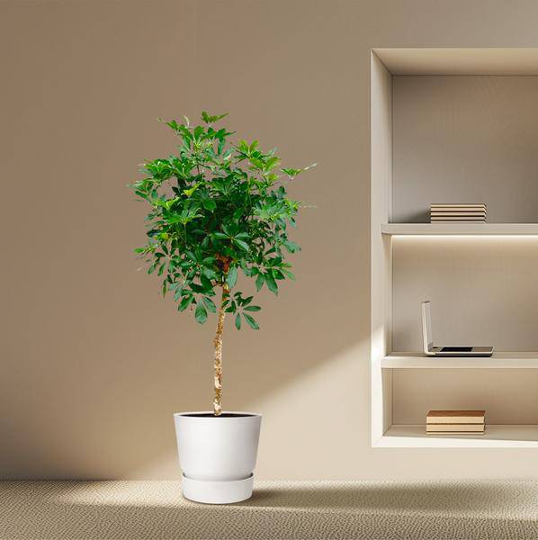 Strahlenaralie – Schefflera auf Stiel – Zimmerpflanze 170cm – Ø35cm – Immergrüne Grünpflanze mit handförmigen Blättern – Tropische XXL – Plant
