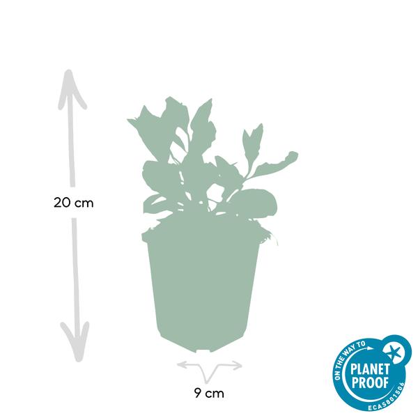Wild – Aster ageratoides 'Asran' – ↕10-25cm – Ø9cm – Herbstblüher für Garten & Balkon – Pflegeleichte Staude mit hellblauen Blüten – Plant