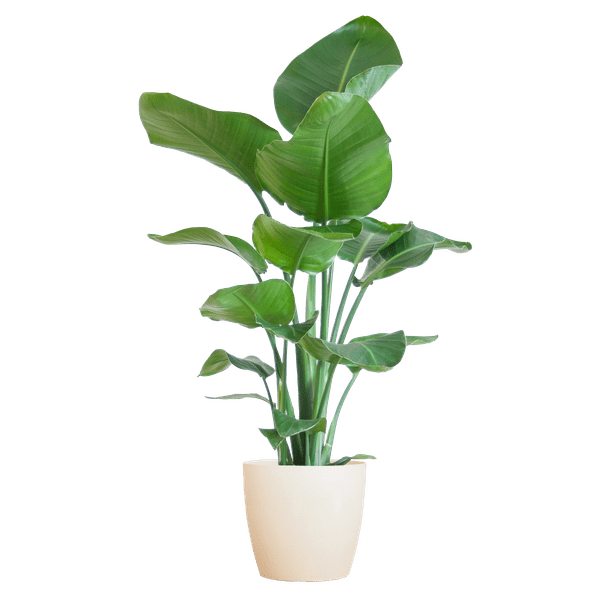 Strelitzia Nicolai – Baum – Strelitzie – Zimmerpflanze – 80cm – Ø21cm – inkl. Übertopf – Große Blätter, tropisches Flair, pflegeleicht – Plant