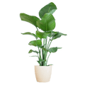 Strelitzia Nicolai – Baum – Strelitzie – Zimmerpflanze – 80cm – Ø21cm – inkl. Übertopf – Große Blätter, tropisches Flair, pflegeleicht – Plant