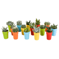 Sukkulenten & Kakteen Mix 15 Pflanzen Ø5,5cm – pflegeleichtes Pflanzen Set für Urban Jungle, Fensterbank, Wohnzimmer & Büro – Plant