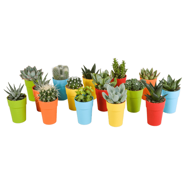 Sukkulenten & Kakteen Mix 15 Pflanzen Ø5,5cm – pflegeleichtes Pflanzen Set für Urban Jungle, Fensterbank, Wohnzimmer & Büro – Plant