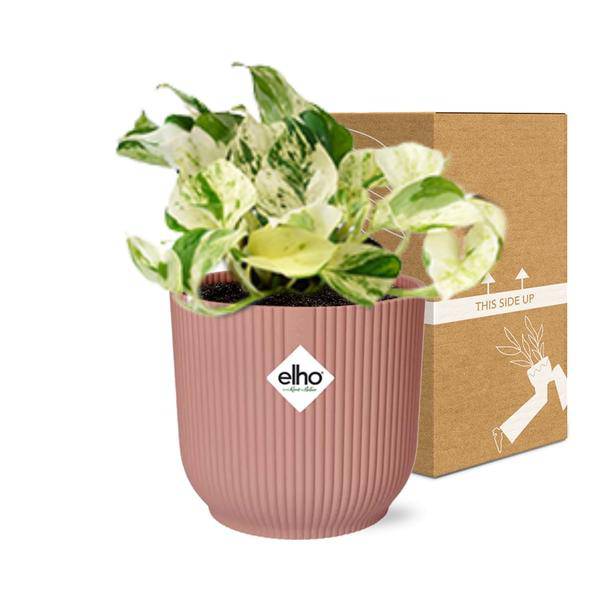 Efeutute – Epipremnum Pinnatum Happy Leaf – pflegeleichte Zimmerpflanze – luftreinigend – Topf Vibes Fold 14cm Rosa – Kletter – und Hängepflanze – Plant