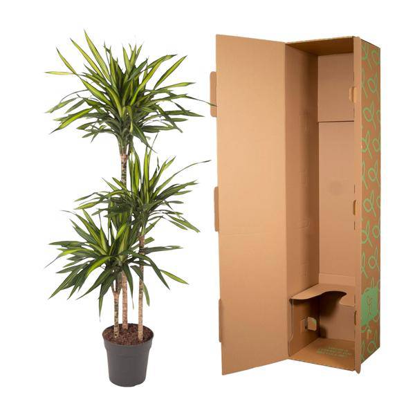 Drachenbaum Zimmerpflanze Ø24cm ↕140cm – pflegeleichte Grünpflanze für Wohnzimmer, Büro & helle Standorte kaufen – Plant
