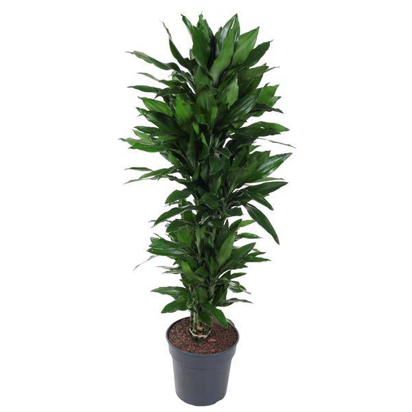 Drachenbaum Zimmerpflanze Ø31cm ↕130cm – pflegeleichte Grünpflanze für Wohnzimmer, Büro & helle Standorte kaufen – Plant