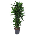 Drachenbaum Zimmerpflanze Ø31cm ↕130cm – pflegeleichte Grünpflanze für Wohnzimmer, Büro & helle Standorte kaufen – Plant