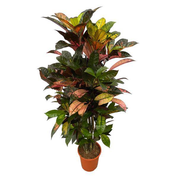 Codiaeum Croton Iceton – Wunderstrauch – Bunte Zimmerpflanze mit Farbspiel – Exotische Blätter – Ø24cm – ↕110cm – Plant