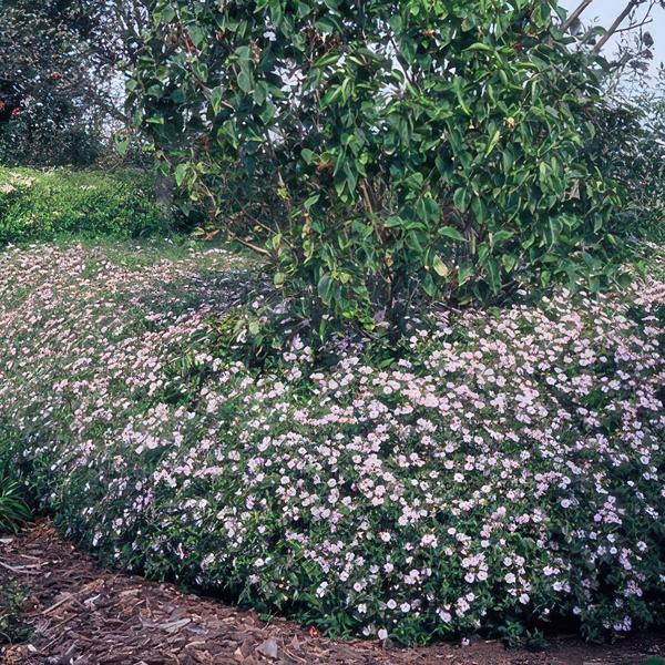 Wild – Aster ageratoides 'Asran' – ↕10-25cm – Ø9cm – Herbstblüher für Garten & Balkon – Pflegeleichte Staude mit hellblauen Blüten – Plant