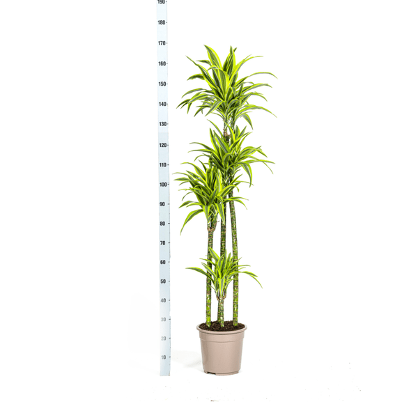 Drachenbaum Dracaena Deremensis Lemon Lime Zimmerpflanze Ø27cm ↕180cm – pflegeleichte Grünpflanze für Wohnzimmer, Büro & helle Standorte kaufen – Plant