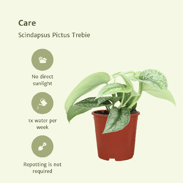 Efeutute Scindapsus Pictus Trebie Epipremnum Zimmerpflanze Ø12cm ↕15cm – pflegeleichte Grünpflanze für Wohnzimmer, Büro & helle Standorte kaufen – Plant