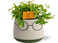 Peperomia Angulata 'Rocca Vivace' – Zwergpfeffer – Zimmerpflanze im Ziertopf – Ø11cm Pflanze – ca. 15cm hoch – inkl. Keramiktopf Bril Grün Ø12x9cm – Plant
