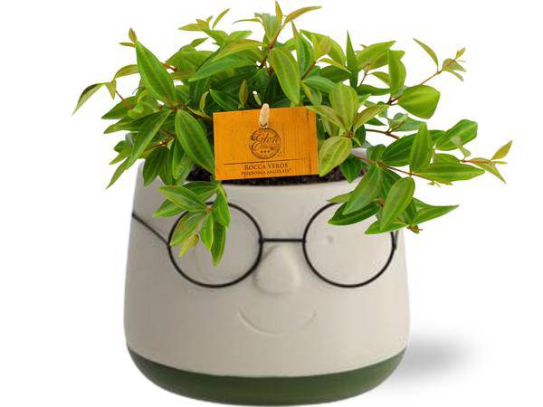 Peperomia Angulata 'Rocca Vivace' – Zwergpfeffer – Zimmerpflanze im Ziertopf – Ø11cm Pflanze – ca. 15cm hoch – inkl. Keramiktopf Bril Grün Ø12x9cm – Plant