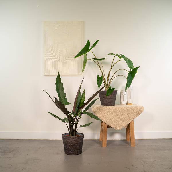 Pflanzenset – Alocasia Zebrina Ø19cm ↕75cm + Alocasia Lauterbachiana Ø19cm ↕75cm – Exotische Pfeilblatt Zimmerpflanzen – Plant