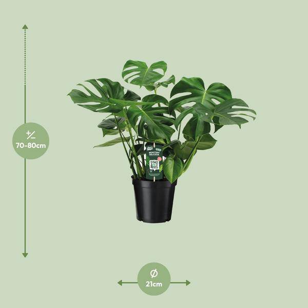 Monstera Deliciosa Köstliches Fensterblatt Zimmerpflanze Ø21cm ↕65cm – pflegeleichte Grünpflanze für Wohnzimmer, Büro & helle Standorte kaufen – Plant