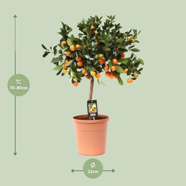 Orangenbaum Gartenpflanze Ø22cm ↕80cm – Pflanze für Garten, Balkon, Terrasse, Kübel & Beet online kaufen – Plant