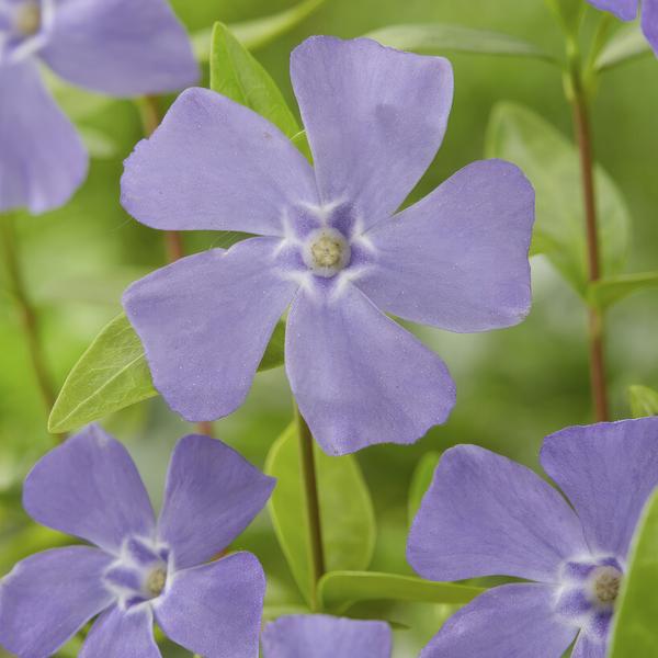Kleines Immergrün – Vinca minor – ↕10-25cm – Ø9cm – Blauer Bodendecker – Sonne & Schatten – Pflegeleicht – Plant