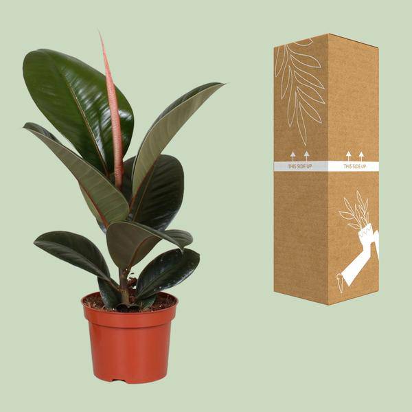 Gummibaum Ficus Elastica Robusta Zimmerpflanze Ø12cm ↕35cm – pflegeleichte Grünpflanze für Wohnzimmer, Büro & helle Standorte kaufen – Plant