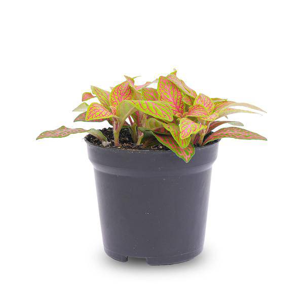 Fittonia Ruby Lime – Mosaikpflanze – Tropische Zimmerpflanze mit dekorativen Blättern in Rot & Grün – Plant