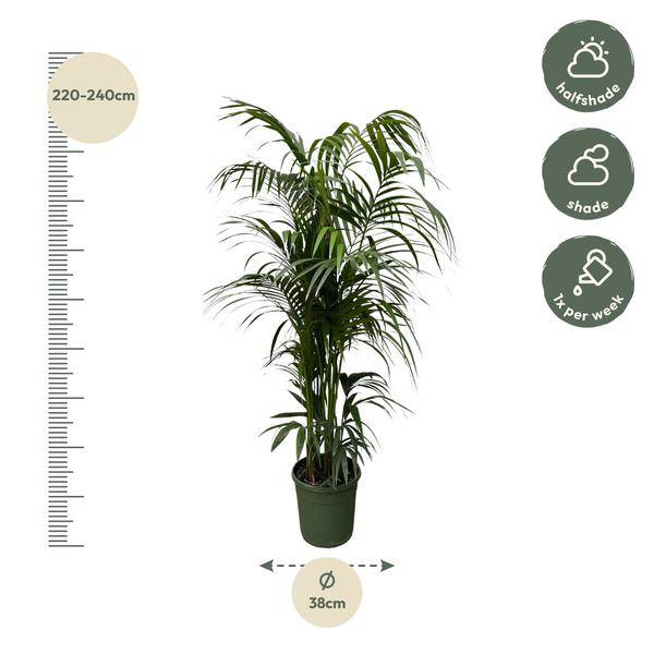 Kentia – Palme – Howea forsteriana – Zimmerpflanze 230cm – Ø38cm – Exklusive XXL – Palme mit eleganten Wedeln – Pflegeleicht – Plant