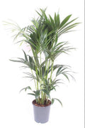 Kentia – Palme – Howea Forsteriana – Zimmerpflanze – Ø24cm – ↕120cm – tropische grüne Pflanze – pflegeleicht & luftreinigend – Plant