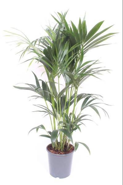Kentia – Palme – Howea Forsteriana – Zimmerpflanze – Ø24cm – ↕120cm – tropische grüne Pflanze – pflegeleicht & luftreinigend – Plant