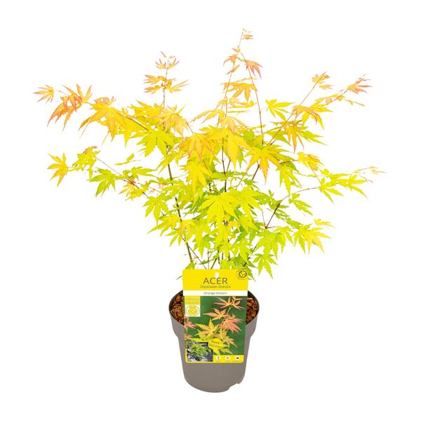 Fächer – Ahorn Acer palmatum Orange Dream Gartenpflanze Ø15cm ↕40cm – winterharte Pflanze für Garten, Balkon, Terrasse, Kübel & Beet online kaufen – Plant