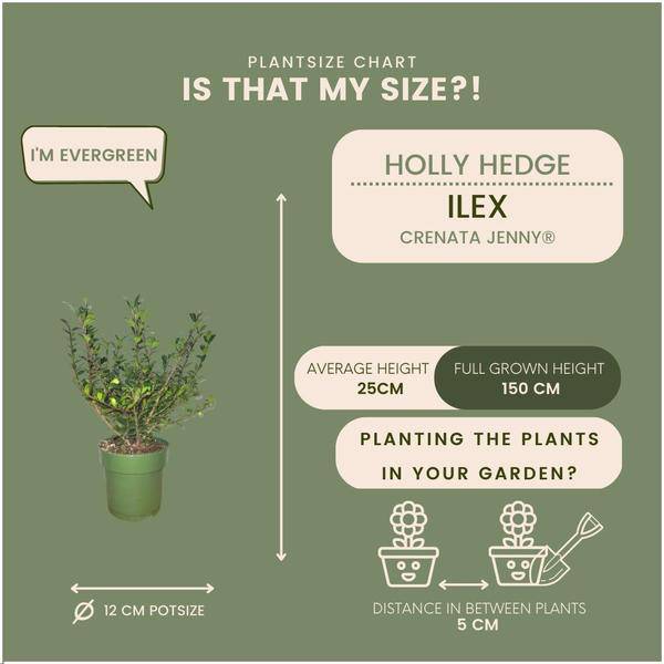 Stechpalmenhecke Ilex crenata ‘Jenny’ – 6 Pflanzen Ø12cm ↕20cm Winterharte immergrüne Heckenpflanzen – Plant