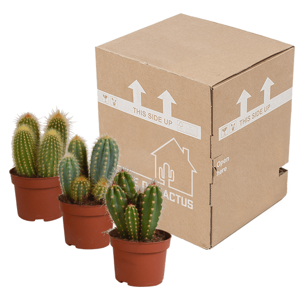 Cereus Mix – 3 Zimmerpflanzen – Ø10,5cm – Verschiedene Säulen – & Stabkakteen – Pflegeleichte Kakteen im Mix – Plant