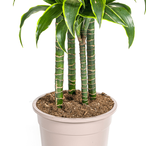 Drachenbaum Dracaena Deremensis Dorado Zimmerpflanze Ø27cm ↕180cm – pflegeleichte Grünpflanze für Wohnzimmer, Büro & helle Standorte kaufen – Plant