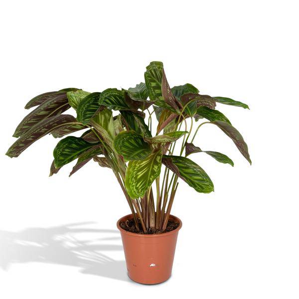 Calathea Flamestar – Pfauenpflanze – Ø19cm – ↕75cm – Exotische Zimmerpflanze mit gemusterten Blättern – Luftreinigend, pflegeleicht & dekorativ – Plant
