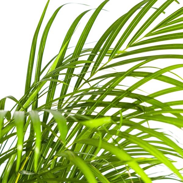 Dypsis Areca Lutescens – Goldfruchtpalme – Zimmerpflanze Ø24cm ↕120-140cm – Tropisch & dekorativ – Federartige Blätter – Pflegeleicht – Plant