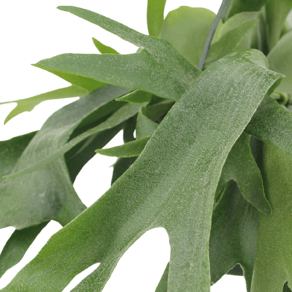 Geweihfarn Zimmerpflanze Ø21cm ↕50cm – pflegeleichte Grünpflanze für Wohnzimmer, Büro & helle Standorte kaufen – Plant