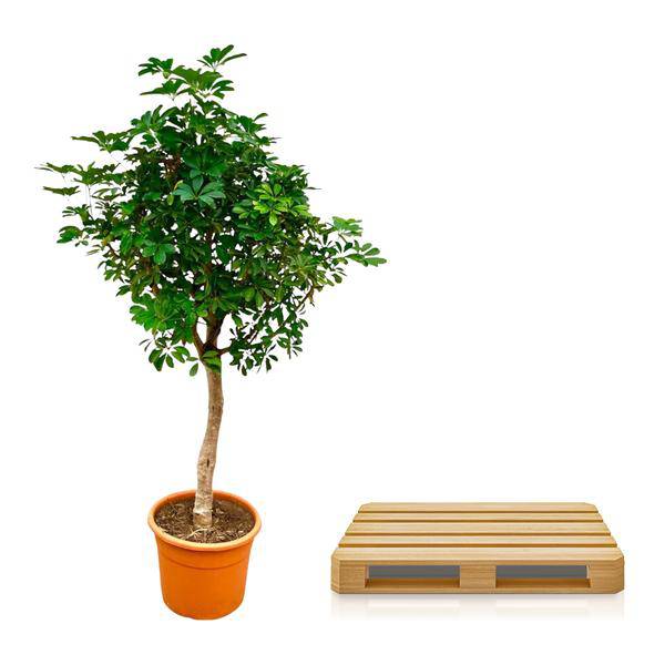 Strahlenaralie – Schefflera auf Stiel – Zimmerpflanze 210cm – Ø45cm – Immergrüne XXL – Grünpflanze mit handförmigen Blättern – Pflegeleicht – Plant
