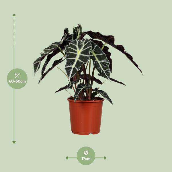 Pfeilblatt – Alocasia Polly – Zimmerpflanze – Ø17cm – ↕45cm – Tropenpflanze mit großen glänzenden Blättern – Plant
