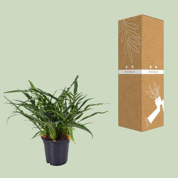 Schlangenhautfarn – Aglaomorpha coronans – Santa Rosa Farn – Zimmerpflanze – Ø17cm – 45cm hoch – pflegeleichte luftreinigende Pflanze – Plant