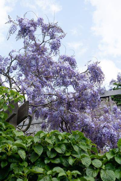 Chinesischer Blauregen – Wisteria sinensis ‘Prolific’ – Glyzinie – Ø15cm – ca. 65cm hoch – lila Blütentrauben – Plant