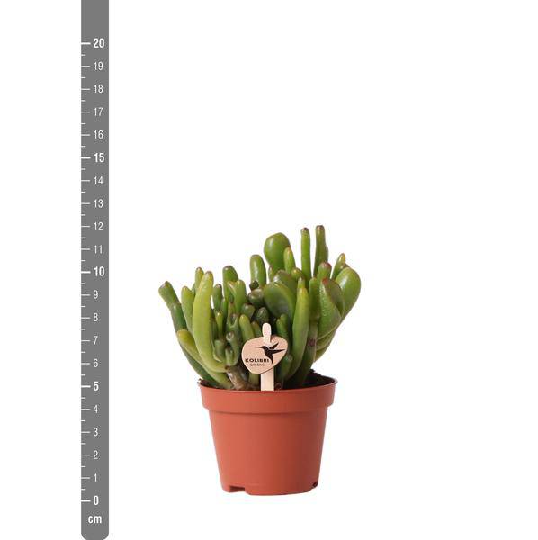 Crassula Hobbit Zimmerpflanze Ø6cm – pflegeleichte Sukkulente für Wohnzimmer, Büro & helle Standorte kaufen – Plant
