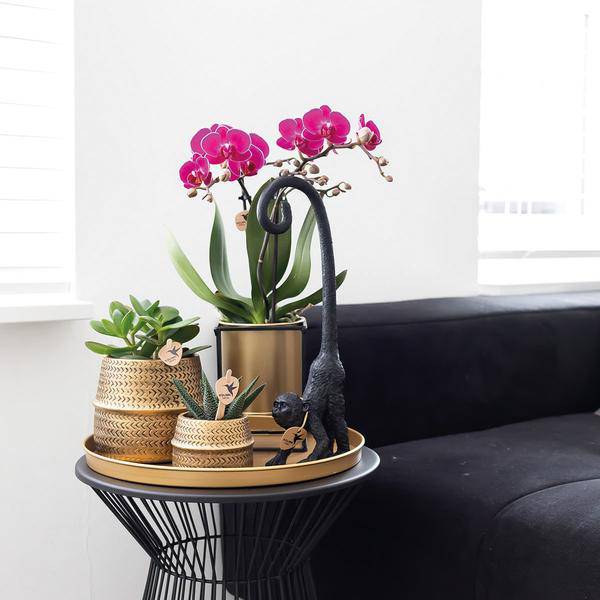 Phalaenopsis Orchidee – Flieder – Morelia – Mit goldfarbenem Groove Ziertopf – Ø9cm – 35cm hoch – Blühende Zimmerpflanze – Deko – Plant