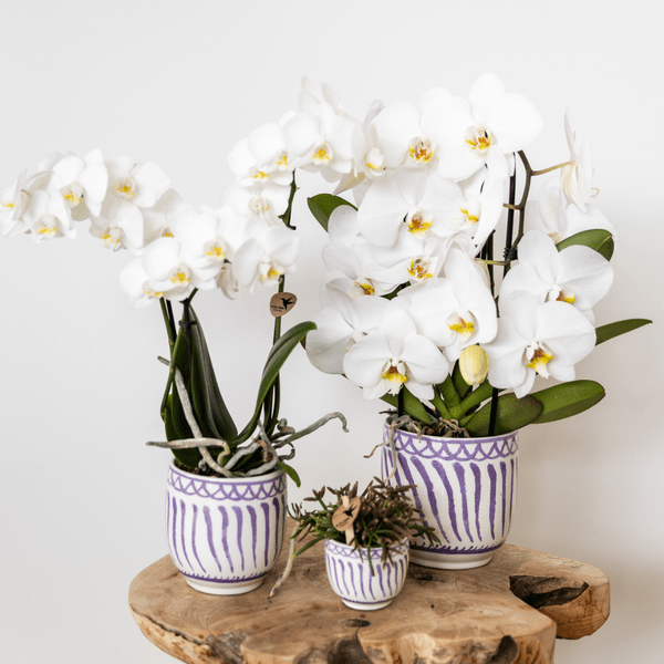 Topf Granada – Flieder – Ø6cm – Dekorativer Blumentopf aus glasierter Keramik – Mediterraner Stil – Pflanzgefäß für Zimmerpflanzen, Sukkulenten & Deko – Plant