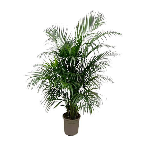 Goldfruchtpalme – Dypsis Lutescens – Areca – Palme – Zimmerpflanze 150cm – Ø24cm – Tropische Grünpflanze mit eleganten Wedeln – Pflegeleicht – Plant