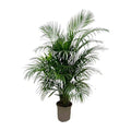 Goldfruchtpalme – Dypsis Lutescens – Areca – Palme – Zimmerpflanze 150cm – Ø24cm – Tropische Grünpflanze mit eleganten Wedeln – Pflegeleicht – Plant