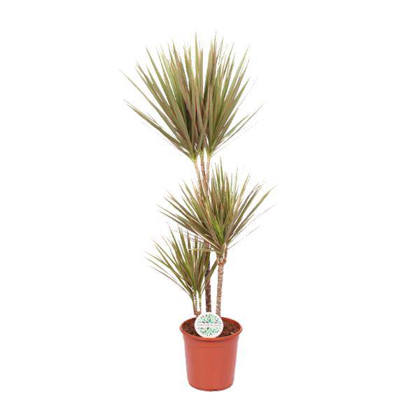 Drachenbaum Dracaena Bicolor – Ø24cm ↕115cm – Exotische Zimmerpflanze – Luftreinigend & Pflegeleicht – Plant