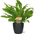 Asplenium Campio Nestfarn – Zimmerpflanze – Ø17 cm – ca. 50 cm hoch – inkl. Topf Brüssel Anthrazit Ø18x17 cm – Plant