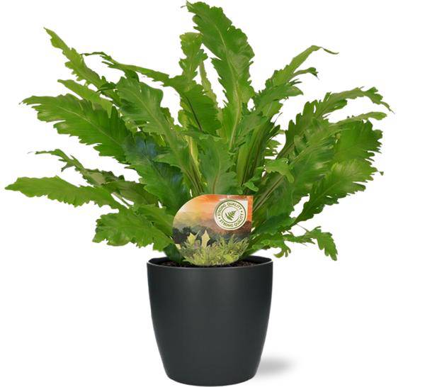 Asplenium Campio Nestfarn – Zimmerpflanze – Ø17 cm – ca. 50 cm hoch – inkl. Topf Brüssel Anthrazit Ø18x17 cm – Plant