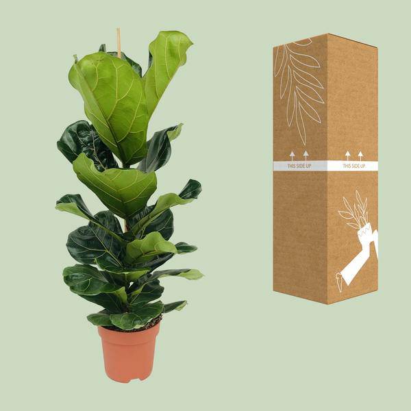 Ficus lyrata – Geigen-Feige – Ø21cm x H100cm – Großblättrige Zimmerpflanze – Luftreinigend & dekorativ – Pflegeleicht – Im Pflanztopf – Direkt aus der Gärtnerei – Plant