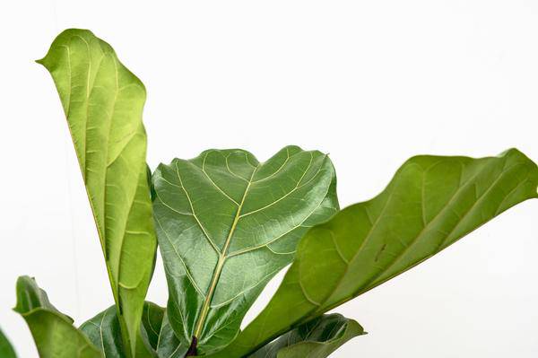 Geigen – Feige – Ficus Lyrata – Zimmerpflanze 200cm – Ø32cm – XXL – Pflanze mit großen geigenförmigen Blättern – Pflegeleicht – Plant