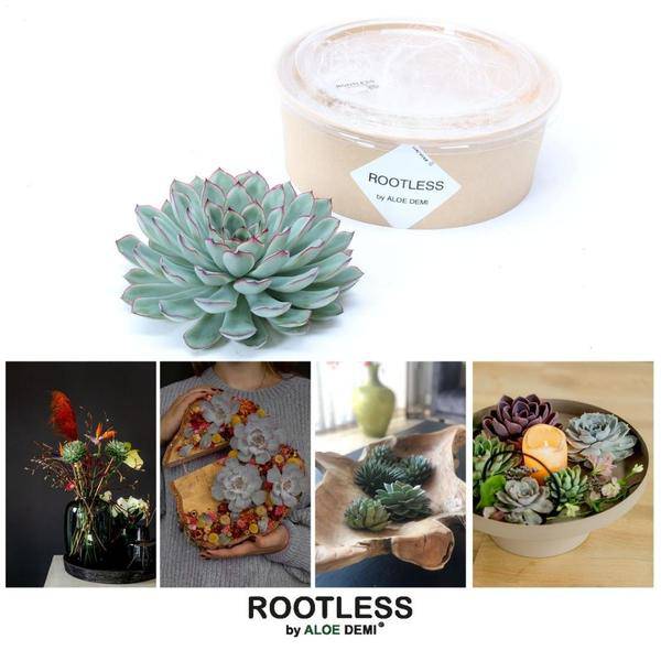 Sukkulente Echeveria pulidonis ROOTLESS Zimmerpflanze – pflegeleichte Sukkulente für Wohnzimmer, Büro & helle Standorte kaufen – Plant