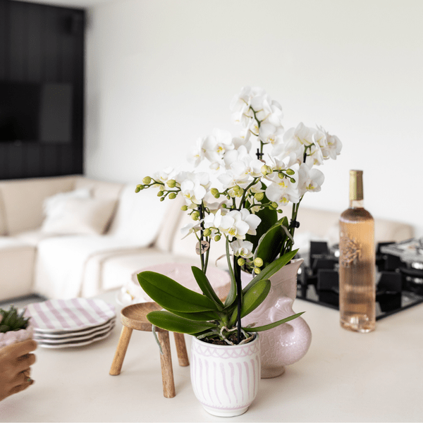 Fisch Topf – Rosa – Ø6cm – Keramik Übertopf in Fischform – Glänzender Blumentopf für kleine Pflanzen & Sukkulenten – Plant